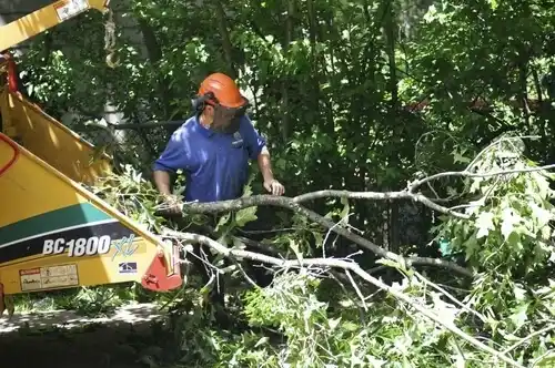 tree services Merchantville